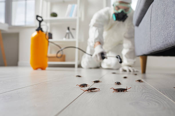 Commercial Kitchen Cockroach Control in Talpa
